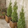 Three tall conifer trees in rust-colored metal square pots against a textured beige wall.