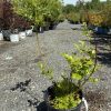 Young leafy shrub in a black plastic pot at a plant nursery, with rows of potted shrubs on gravel and a clear blue sky above.