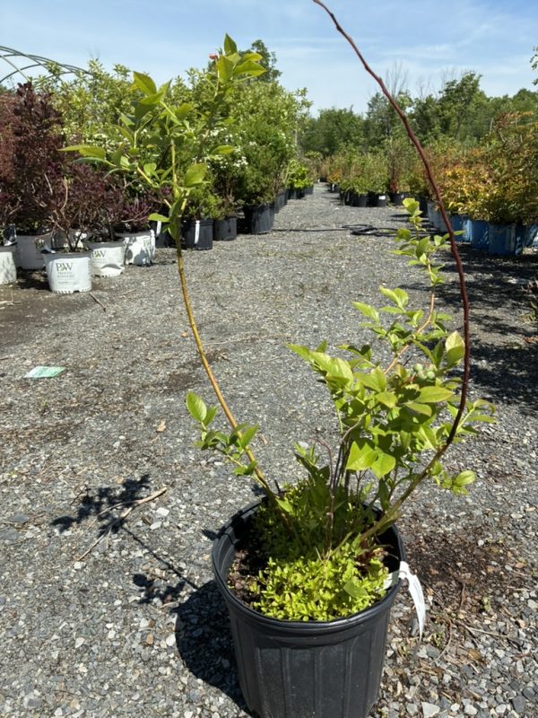 Young leafy shrub in a black plastic pot at a plant nursery, with rows of potted shrubs on gravel and a clear blue sky above.