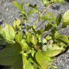 Potted blueberry plant with small green berries and glossy oval leaves in sunlight.