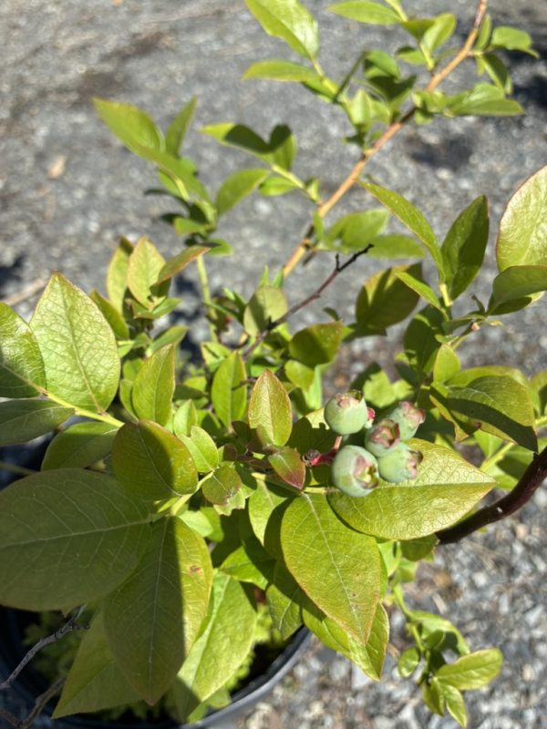 Potted blueberry plant with small green berries and glossy oval leaves in sunlight.