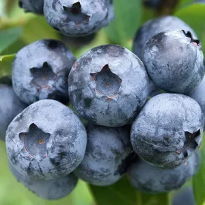 Bluecrop Blueberry