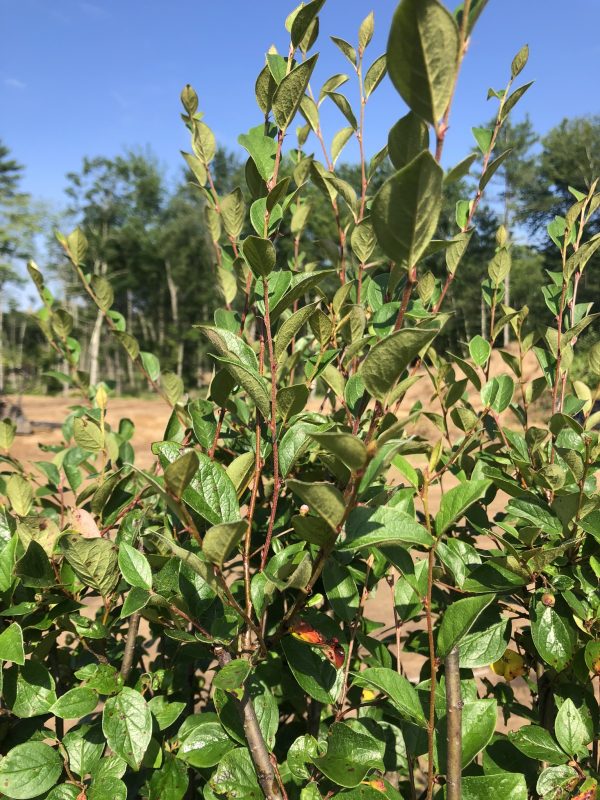 Close-up of glossy green oval leaves on thin red stems of a shrub, with a blue sky and trees in the background