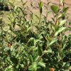 Close-up of a green shrub with glossy oval leaves and reddish stems in a sunlit garden bed.