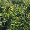 Dense green hedge with glossy oval leaves in bright sunlight, likely a privacy shrub in a garden setting.