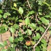 Dense shrub with small glossy green leaves and a few orange berries visible on sunny branches.