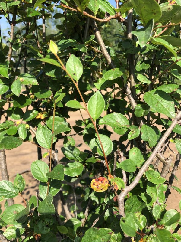 Dense shrub with small glossy green leaves and a few orange berries visible on sunny branches.