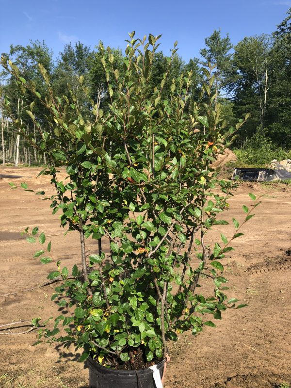 Multi-stemmed green shrub in a black pot on bare dirt, with trees and blue sky behind.