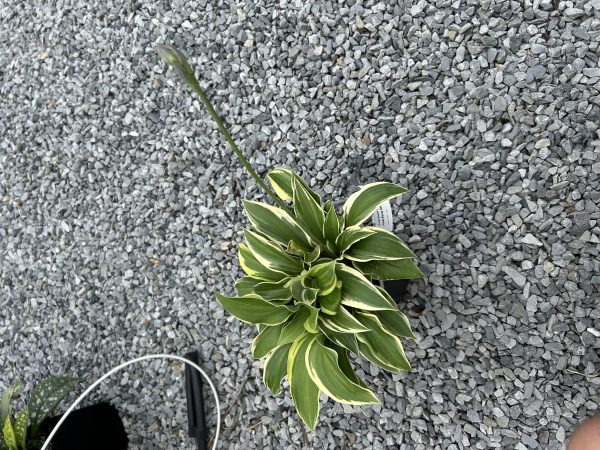 Variegated houseplant with green leaves and yellow margins growing among small gray gravel stones.