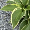 Close-up of variegated hosta leaves with green centers and yellow margins, resting on gravel ground.