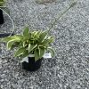 Potted variegated hosta with a tall flowering stalk on gray gravel.