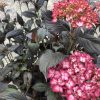 Pink hydrangea blossoms with dark green leaves on a woody shrub.