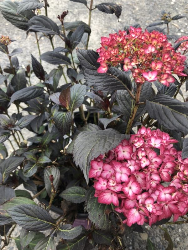 Pink hydrangea blossoms with dark green leaves on a woody shrub.