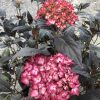 Pink hydrangea blossoms with dark, glossy leaves in a garden setting