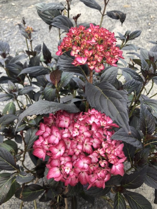 Pink hydrangea blossoms with dark, glossy leaves in a garden setting