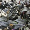 Close-up of a potted ornamental shrub with dark purple, serrated leaves and small pink flower clusters at the tips.