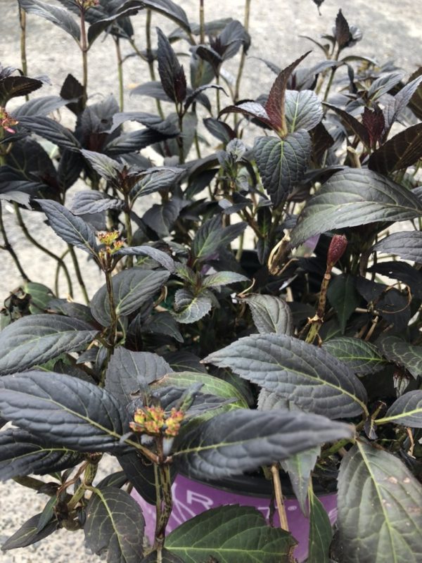 Close-up of a potted ornamental shrub with dark purple, serrated leaves and small pink flower clusters at the tips.