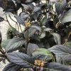Dark purple-leaved lantana plant with small clustered flowers at stem tips.