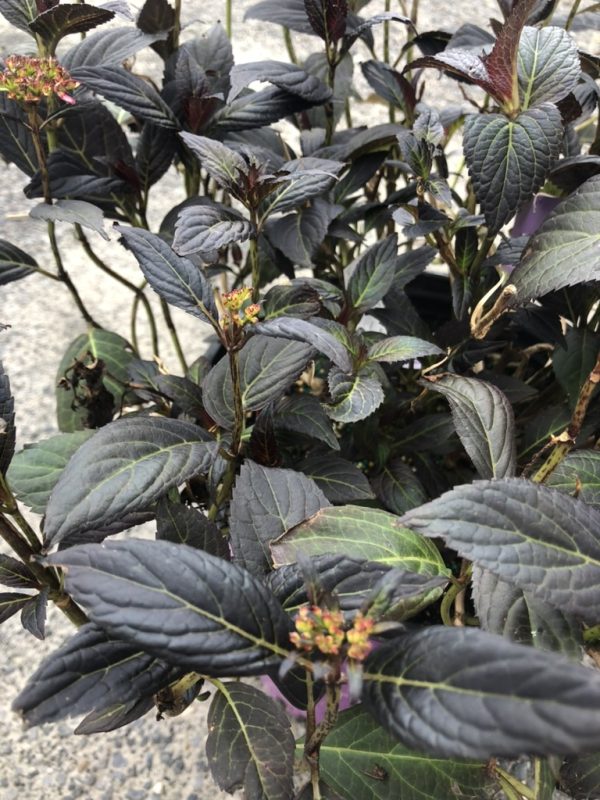 Dark purple-leaved lantana plant with small clustered flowers at stem tips.