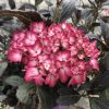 Pink and white hydrangea flower cluster with dark green leaves nearby on a shrub.
