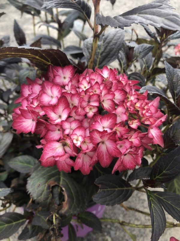 Pink and white hydrangea flower cluster with dark green leaves nearby on a shrub.