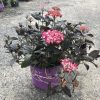 Pink flowering plant in a purple pot on a gravel nursery lot.