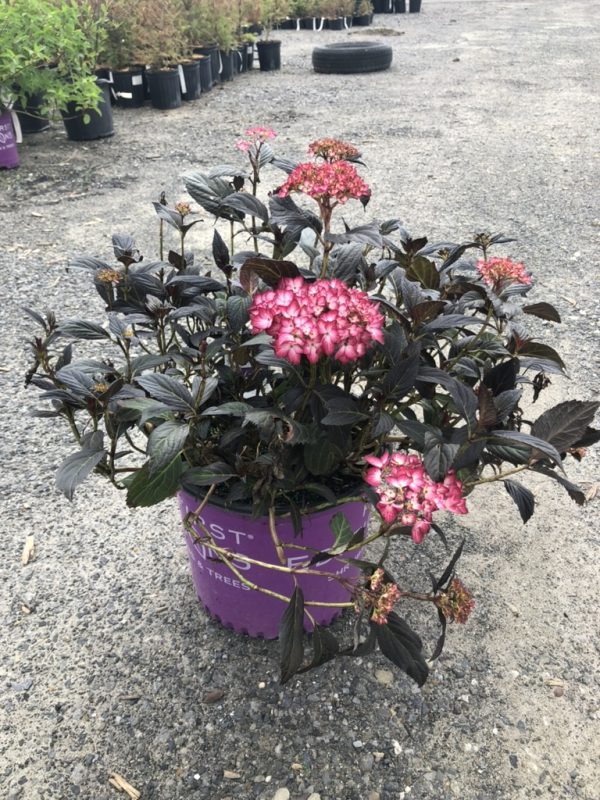 Pink flowering plant in a purple pot on a gravel nursery lot.