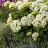White hydrangea blossoms with green leaves, framed by ornamental grasses in a garden bed.