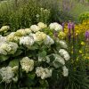 Garden bed with large white hydrangea blossoms in front, purple spires and yellow flowers in the background
