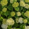 Greenish-white hydrangea flower clusters filling a leafy garden bed, a lush ornamental shrub view.