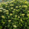 Dense hydrangea shrub with light green-white flower clusters and large green leaves in a garden setting