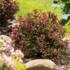A garden bed with pink-flowered shrubs, brown mulch, and a smooth tan rock in front, with green grass in the background.