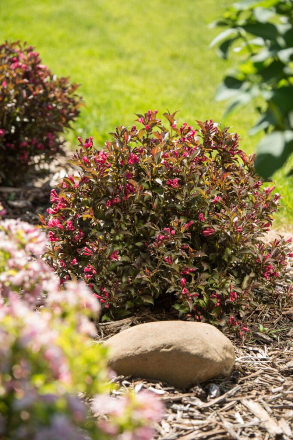 A garden bed with pink-flowered shrubs, brown mulch, and a smooth tan rock in front, with green grass in the background.
