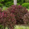 Border planting of burgundy-leaved flowering shrubs with pink blossoms in a landscaped garden bed, edged by ornamental grasses and green plants.