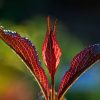 Close-up of red, serrated leaves backlit by sunlight.
