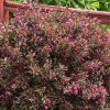 Purple-leaf shrub with pink blossoms in a garden bed next to a wooden fence.