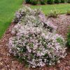 Dense pink-flowering shrub in a mulched garden bed beside a green lawn.