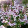 Clusters of pink and white variegated flowers along a green stem with leaves visible in the background