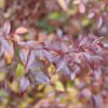 Close-up of red and purple autumn leaves on a slender branch with a soft blurred background.