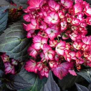 First Edition Eclipse Bigleaf Hydrangea