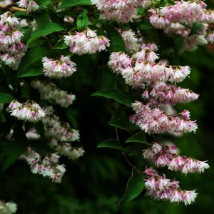 Yuki Kabuki Deutzia