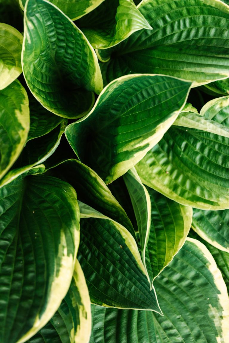 Blazing Saddles Hosta