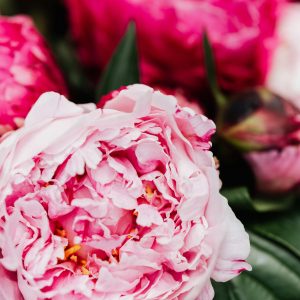 Monsieur Jules Elie Peony