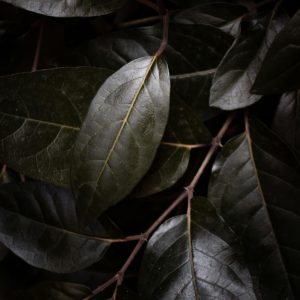 Wine & Spirits Weigela