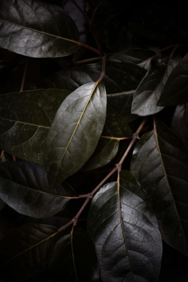 pexels-wmperspective-30595933 - Grasshopper Gardens