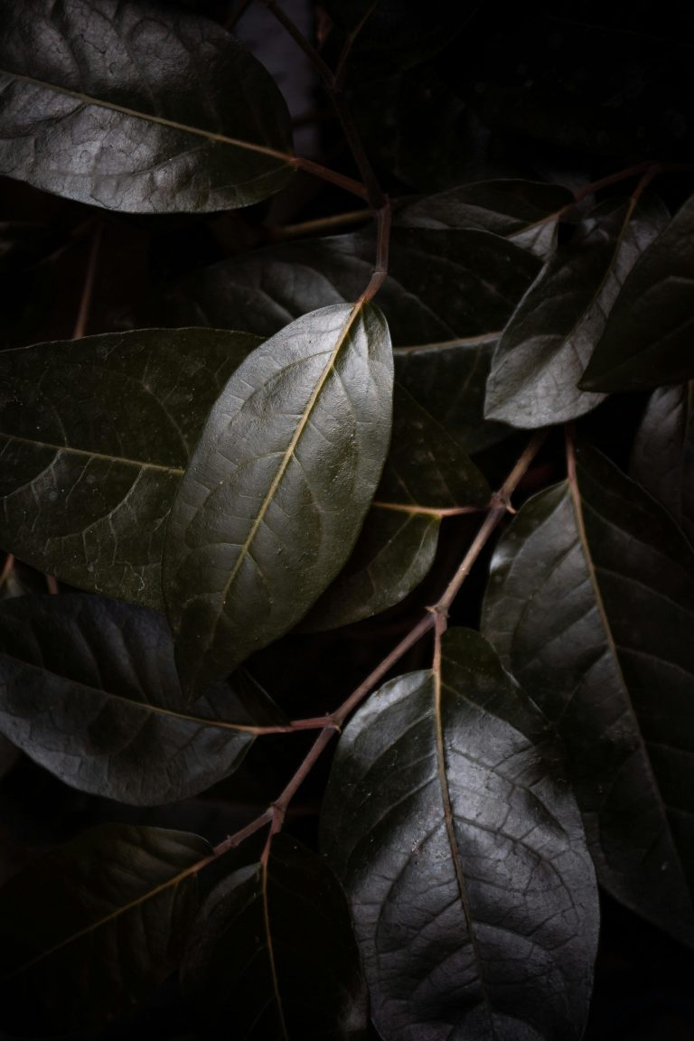 Wine & Spirits Weigela