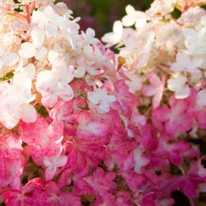 Pinky Winky Prime Hydrangea