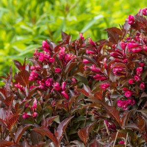 Shining Sensation Weigela