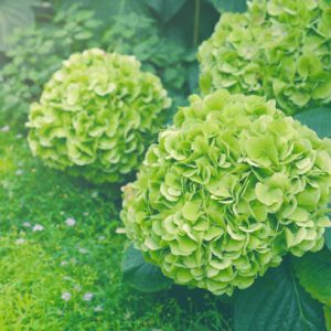 Invincibelle Sublime Hydrangea