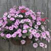Hanging basket densely packed with pink and white petunias against a weathered wooden background.